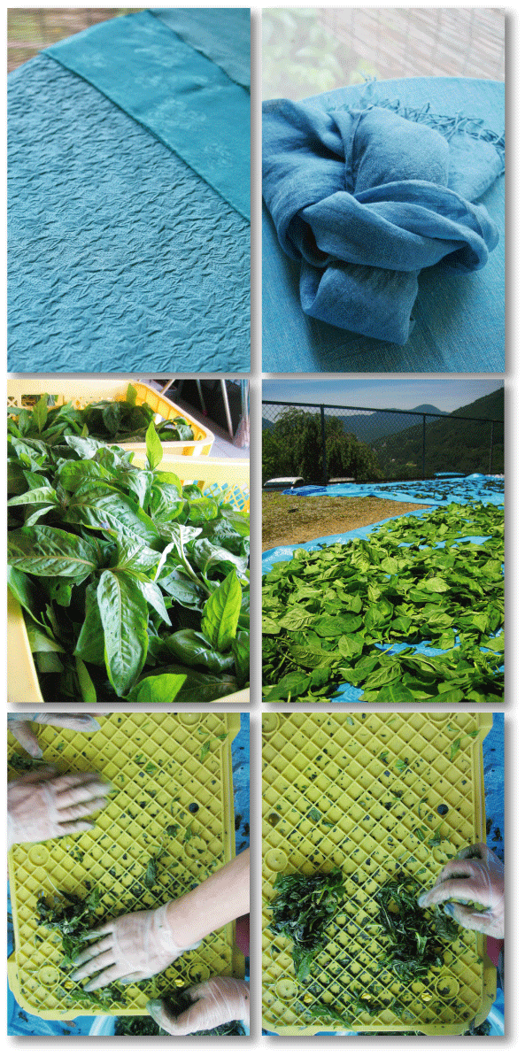 超特価 蓼藍の乾燥葉
