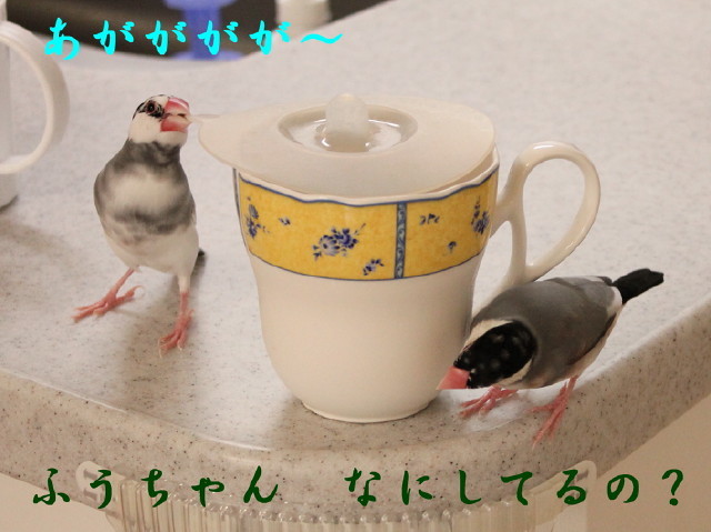 c0365734_20224342.jpg