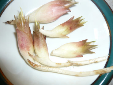 お庭の野菜_c0365341_09250595.jpg