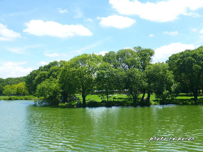 山田池公園にも暑い夏がやってきました。_c0137342_9371529.jpg