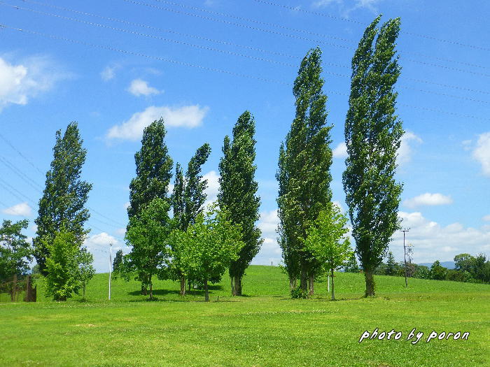 山田池公園にも暑い夏がやってきました。_c0137342_9404751.jpg