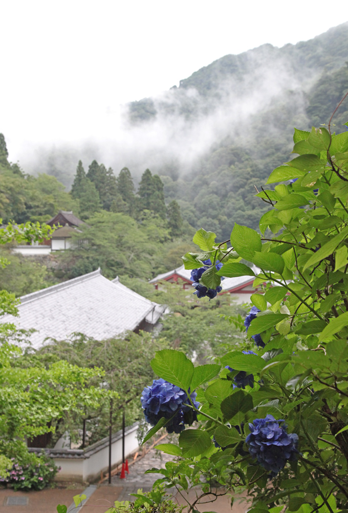 桜井市　長谷寺　紫陽花_c0108146_2214512.jpg