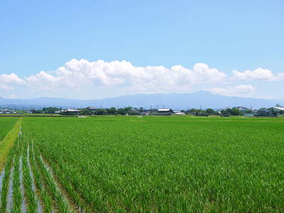 砂田米 こだわりの元気な土で、今年も順調に分けつしました_a0254656_1716095.jpg