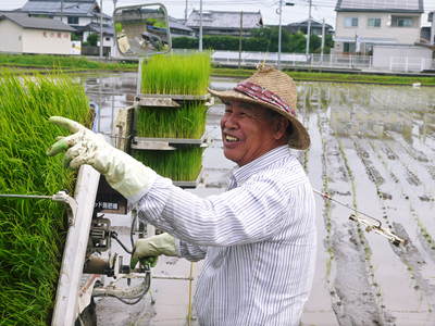 砂田米 こだわりの元気な土で、今年も順調に分けつしました_a0254656_17282591.jpg