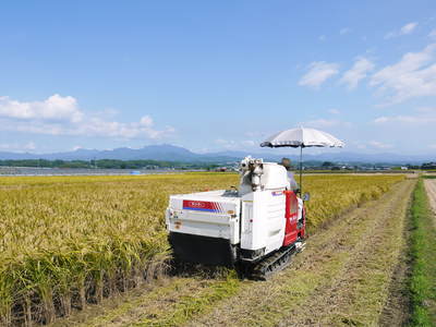 砂田米 こだわりの元気な土で、今年も順調に分けつしました_a0254656_1736218.jpg