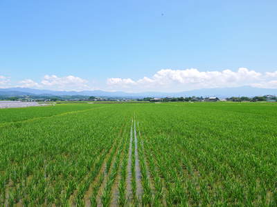 砂田米 こだわりの元気な土で、今年も順調に分けつしました_a0254656_18361237.jpg