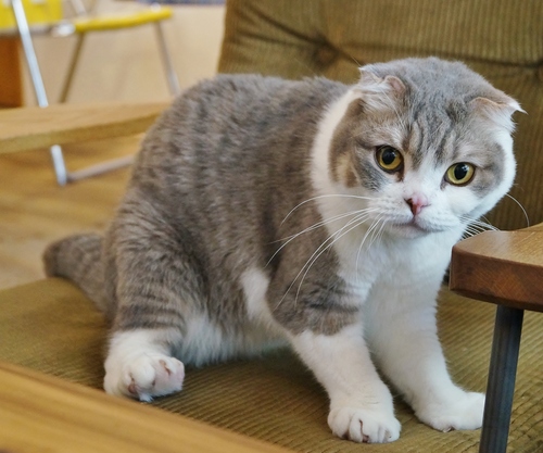 3匹の看板猫 シンエモン コロスケ モモノスケ が待つ Dice Cafｅ 京都 西院 たんぶーらんの戯言
