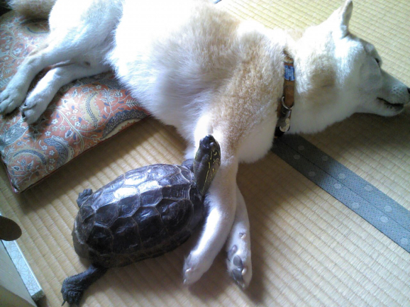 柴犬と亀 ふれあいの一枚 その3 銀柴 高齢柴犬と犬グッズ制作のブログ 犬の止まり木 柴犬と亀 ふれあいの一枚 その3 銀柴 高齢柴犬と犬グッズ制作のブログ 犬の止まり木