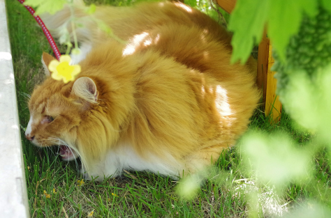 ゴーヤの花でかわいくなった？_d0309572_14263908.jpg