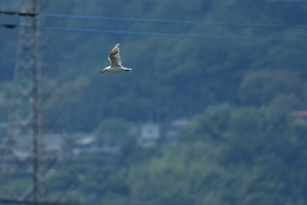 休耕田のお客さま ユリカモメ_f0053272_8552899.jpg