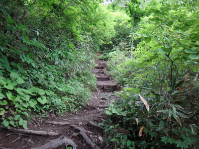 花の火打山（新潟県妙高市）_d0182075_7112229.jpg