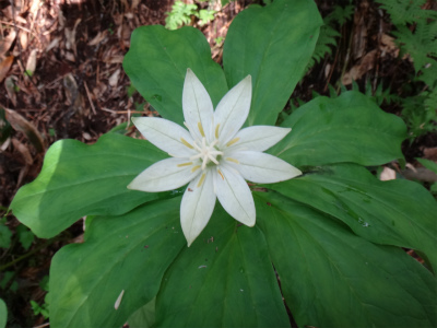 花の火打山（新潟県妙高市）_d0182075_7114145.jpg