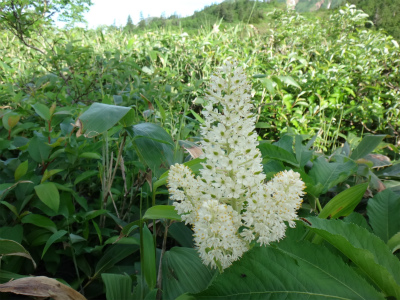 花の火打山（新潟県妙高市）_d0182075_7134561.jpg