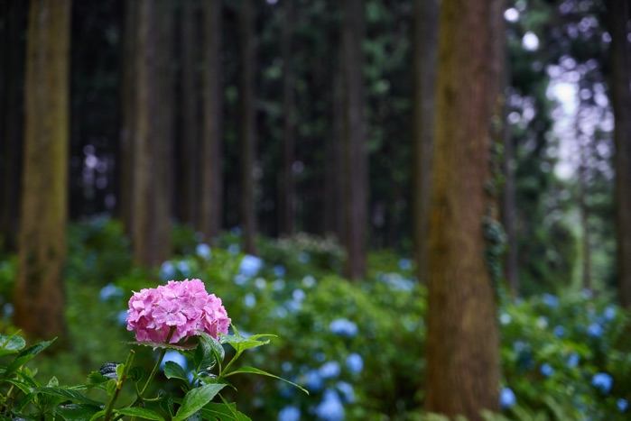 紫陽花の森_e0135098_6321967.jpg