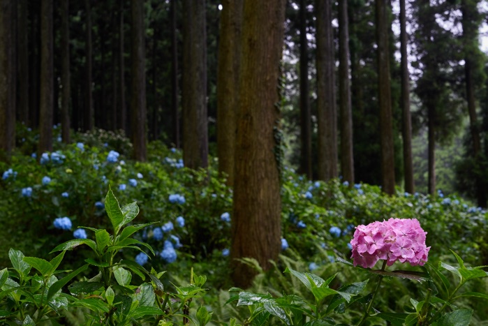 紫陽花の森_e0135098_6323552.jpg