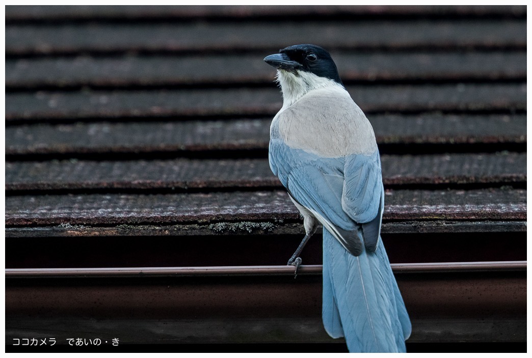 写真日記・ベランダよりオナガ・2015.7.28_c0336400_17082218.jpg