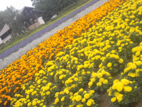 ファーム富田_f0076001_21593451.jpg
