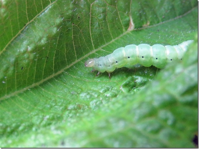 昆虫ブログ むし探検広場