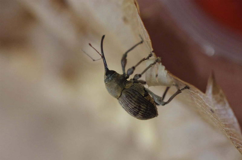 背中で歩く幼虫 が シロテンハナムグリになりました 昆虫ブログ むし探検広場