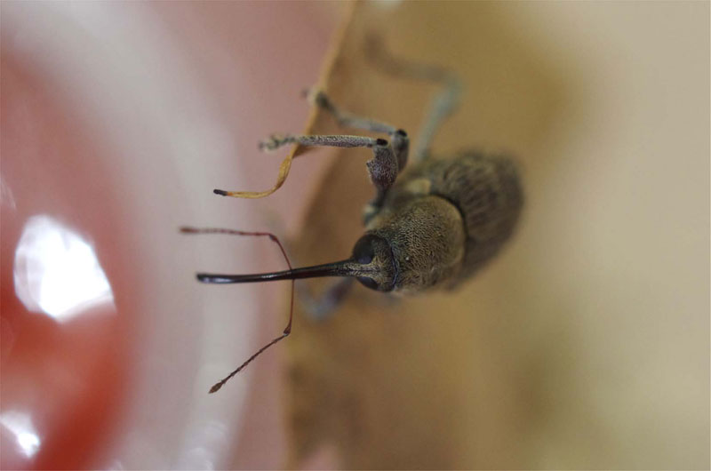 背中で歩く幼虫 が シロテンハナムグリになりました 昆虫ブログ むし探検広場