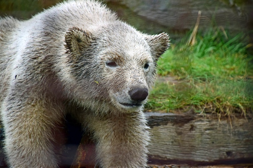 オランダ・レネン、アウヴェハンス動物園の赤ちゃんの性別は雄と雌、名前はアキアクとスラに決定_a0151913_20112344.jpg