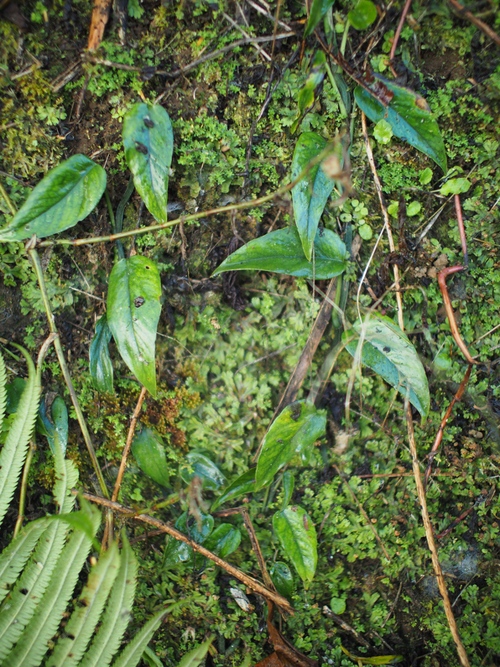 Baturiti, Kabupaten Tabanan, Bali Isl._c0156313_15535986.jpg