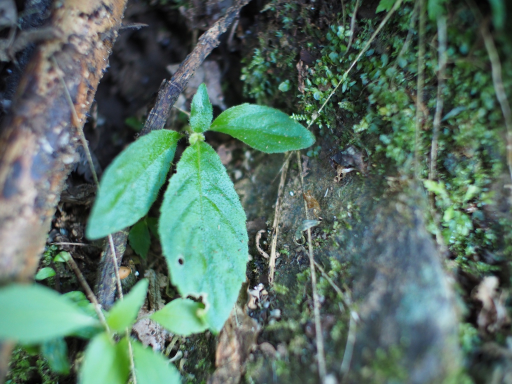 Baturiti, Kabupaten Tabanan, Bali Isl._c0156313_15562124.jpg