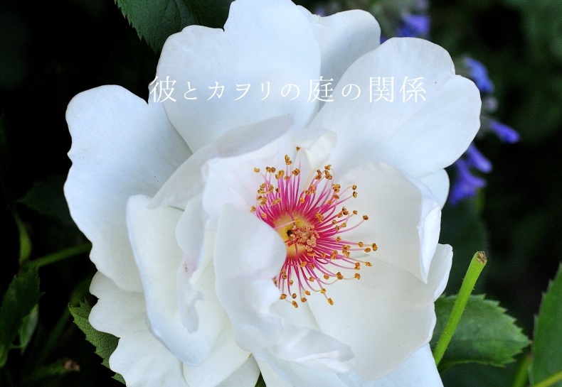 Christmasに薔薇を_c0365716_21091318.jpg