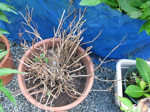夏の花_f0129726_22030254.jpg