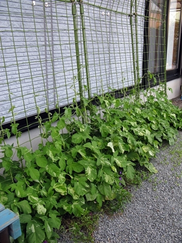 夏の花_f0129726_22132266.jpg
