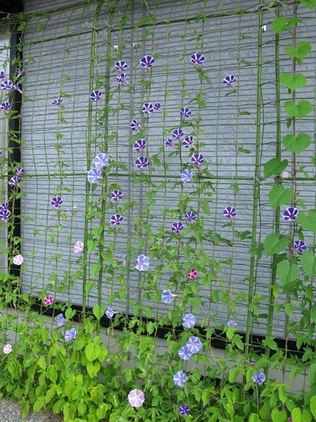 夏の花_f0129726_22335355.jpg