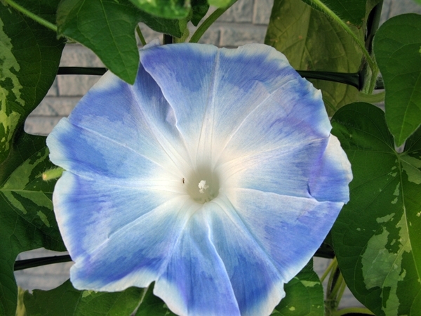 夏の花_f0129726_22581133.jpg
