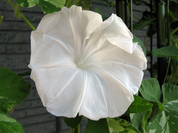 夏の花_f0129726_22584422.jpg