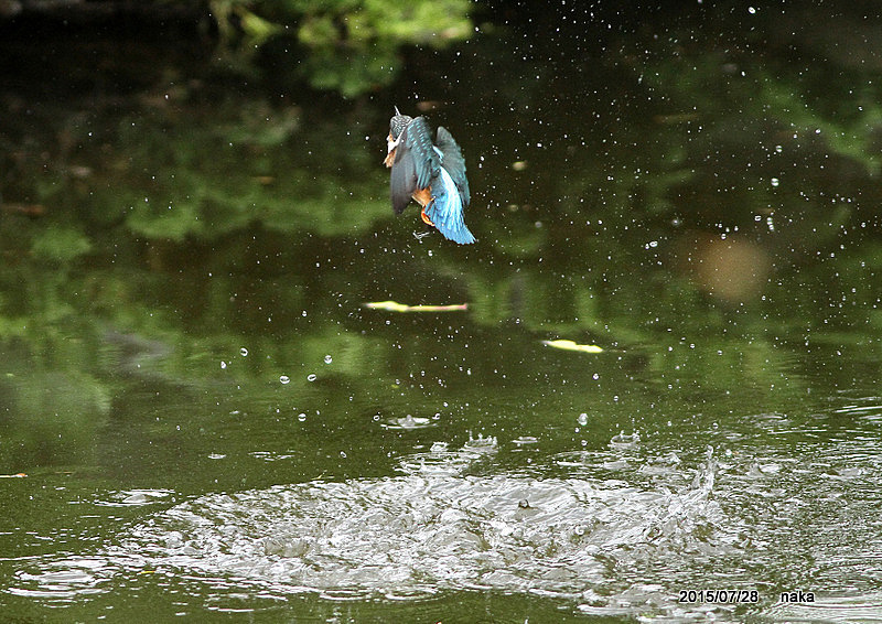 N公園へ　　　　（07/28　　曇りのち晴れ）_f0281533_18042920.jpg