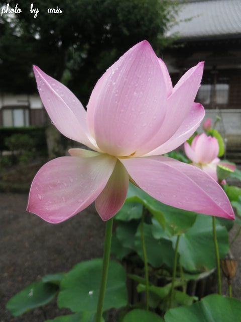 a lotus flower in temple_f0295238_12261572.jpg