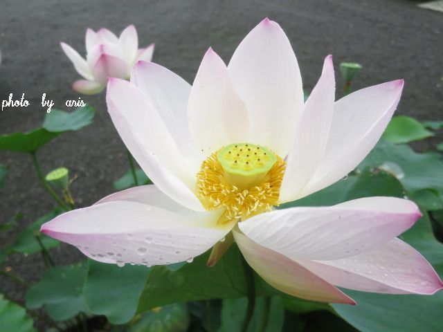 a lotus flower in temple_f0295238_13053427.jpg