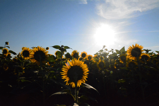 c0093046_11585846.gif