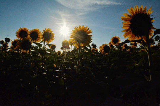 c0093046_11591346.gif