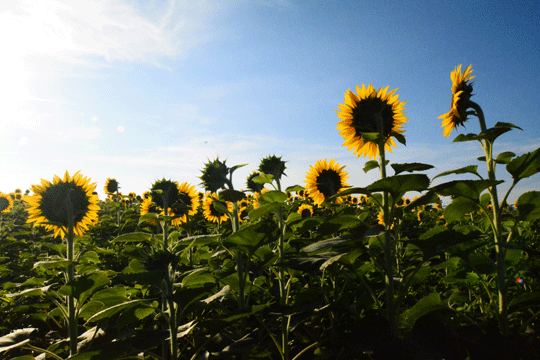 c0093046_1159367.gif