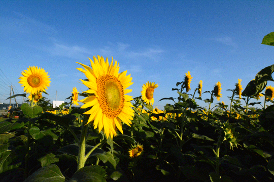 c0093046_11595089.gif