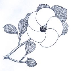 『自然画作品　ペン画』 浜朴 Hibiscus hamabo　　_a0083553_7405189.jpg