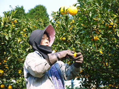 香り高き柚子（ゆず）　柚子の着果後の成長の様子と柚子こしょう用の青柚子の販売に向けて_a0254656_1859554.jpg