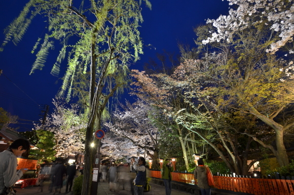 祇園の娼妓 四方の花_f0347663_12270895.jpg