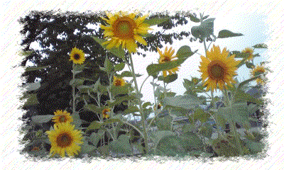 d0169766_2212580.gif