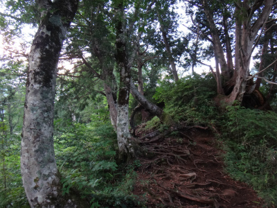 天空の楽園、苗場山（長野県下水内郡栄村）_d0182075_3464927.jpg