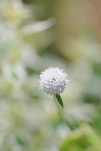 サクシセラ マツムシソウの仲間 あなたに似た花