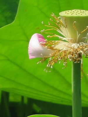 ≪　森田ハスの花めぐり　≫_e0259783_32543.jpg