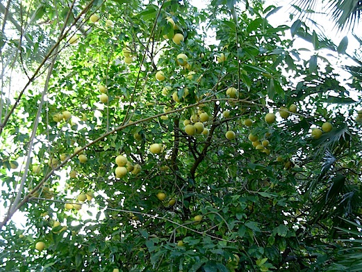c0229584_18543617.jpg