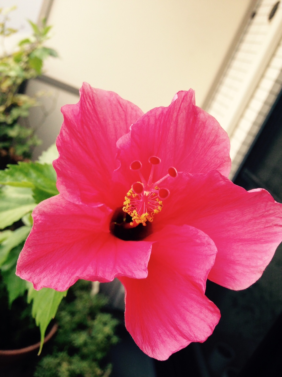 表参道の花々 ~ハイビスカス~_f0218886_1755876.jpg