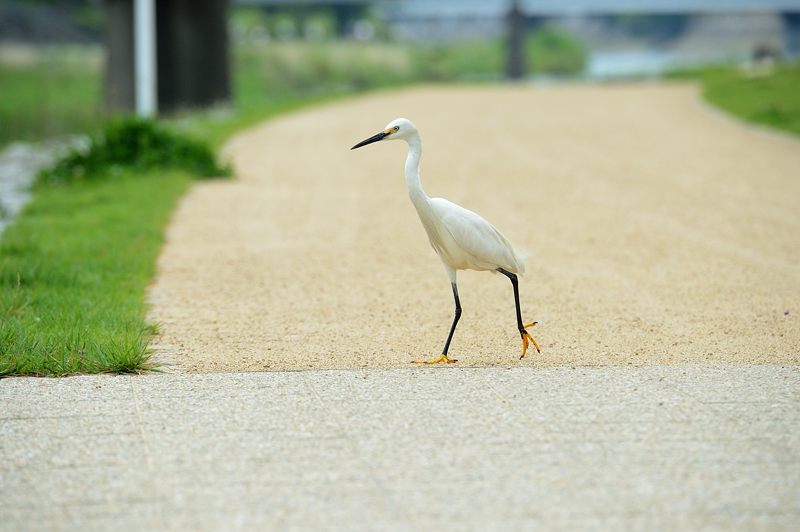 鴨川のサギ_f0032011_19583579.jpg